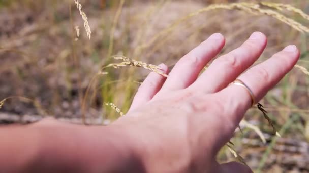 夕阳西下 女性的手触摸着生长中的麦穗 小指轻轻触摸 在阳光的照耀下 与幼嫩的黄色小穗嬉戏 享受大自然的乐趣 — 图库视频影像