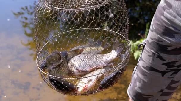 Pescador Mostrando Captura Peixes Vivos Capturados Carpa Crucian Uma Grade — Vídeo de Stock