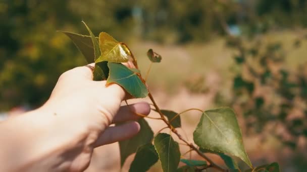 Female Hand Touching Branch Green Poplar Leaves Rays Sunlight Fingers — Stock Video