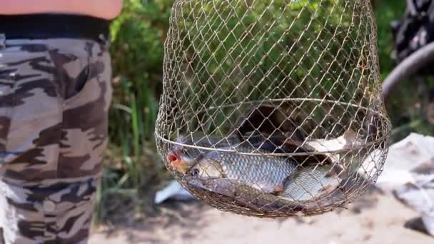 Rybář Ukazuje Úlovek Chycených Živých Ryb Crucian Carp Kovové Mřížce — Stock video