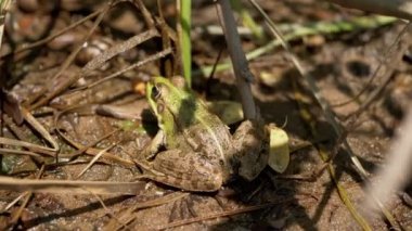 Yeşil Benekli Reed Kurbağası Sazlıkta Islak Kum Üzerinde Otururken Bekleyen Bir Avcı. Arkadan bak. Kaygan, kurbağa, gün batımında bataklıkta dinlenen sürüngen. Amfibiler parlak ışınlarla içeri girer. Güneş ışığı deriyi soluyabilir. Vahşi yaşam.