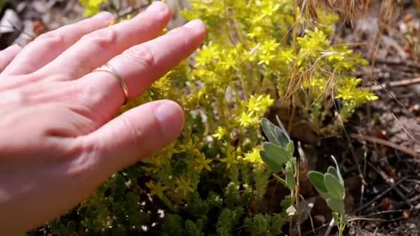Female Hand Touches Bright Yellow Field Flowers Nature Rays Sunlight — Stockvideo