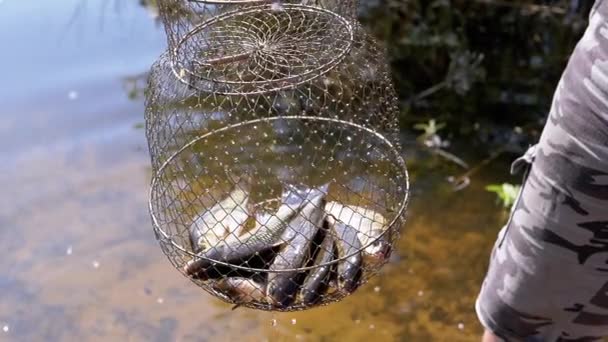 Rybář Ukazuje Úlovek Chycených Živých Ryb Crucian Carp Kovové Mřížce — Stock video