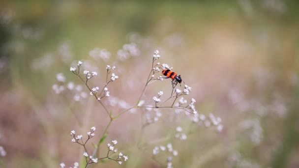 Beetle Bee Bright Red Black Stripes Sits White Small Wildflowers — стокове відео