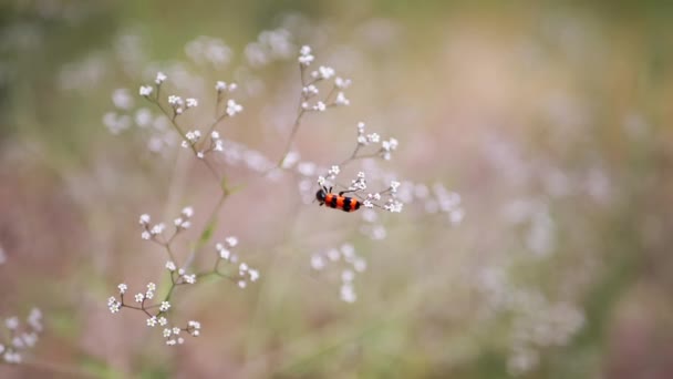 Beetle Bee Bright Red Black Stripes Sits White Small Wildflowers — Stock Video