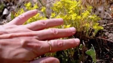 Kadın El Parlak Sarı Tarla Çiçeklerine Güneş Işığında Doğa Üzerine Dokunuyor. Parmakların gün batımında, parlak güneş ışığı altında çimen çiçeklerinin renkli sarı taç yapraklarına nazikçe dokunur. Rahatla..