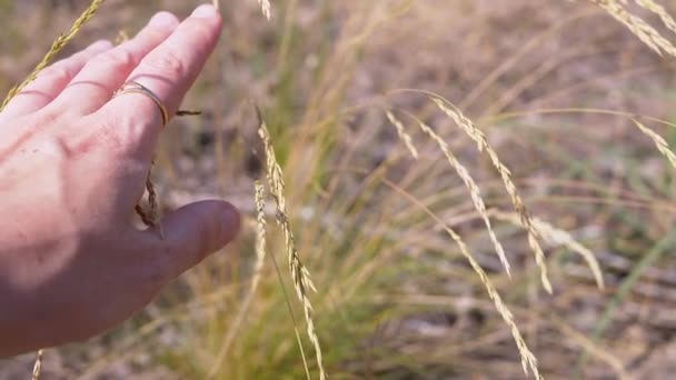 Mano Femenina Tocando Las Orejas Crecientes Trigo Los Rayos Del — Vídeos de Stock