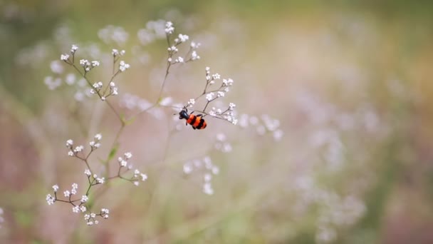 明るい赤と黒のストライプのビートルやビーは白い小さな野生の花に座っています 花の傘がゆっくりと動き 虫が虫を集めて花粉を食べる — ストック動画