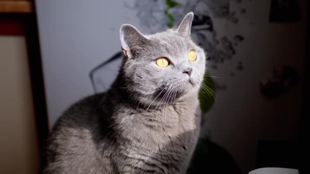 복슬복슬 고양이의 햇빛을 받으며 바라봅니다 피곤해 복슬복슬 고양이가 새벽에 비치는 — 비디오