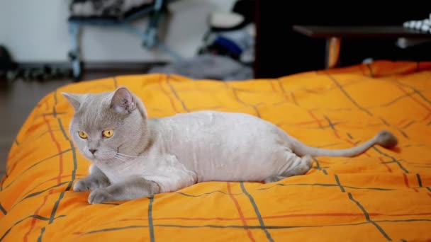 Grau getrimmte schottische Katze ruht auf einer farbigen orangefarbenen Decke auf einem Bett. Müde Hauskatze mit schönen grünen Augen liegt ausgebreitet auf einer Bettdecke. Haustier wedelt mit Schwanz und schaut sich im Raum um.