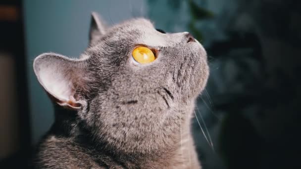 クローズアップ 太陽の光を見上げている灰色のふわふわの英国猫の肖像 ペットの視線 夜明けの太陽の光の中で動きを見ています朝の光の中で — ストック動画