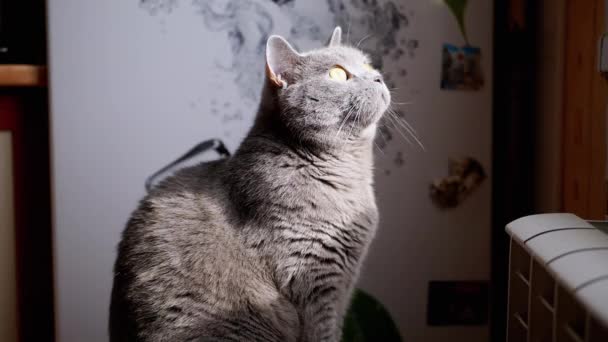 太陽の光を見上げている灰色のふわふわの英国猫の肖像 ペットの視線 緑色の目を開いて疲れ純血猫の夜明け 朝の太陽の光の中で動きを見ている 台所だ ホーム — ストック動画