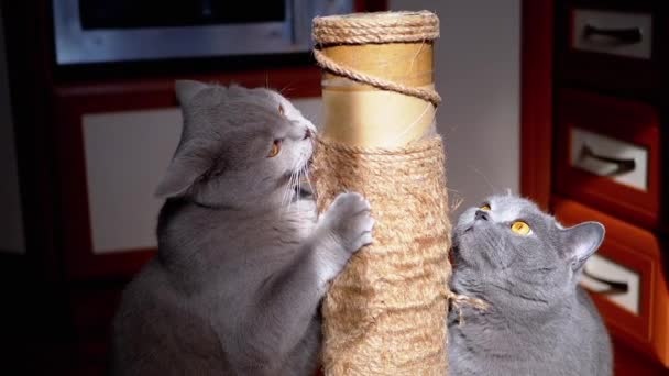 Deux Chats Moelleux Gris Lèchent Une Corde Sur Grattoir Dans — Video
