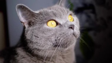 Yakın plan, Gri tüylü İngiliz Kedisinin Güneş Işığına Bakış Portresi. Evcil hayvan bakışı. Açık yeşil gözlü meraklı bir safkan kedi şafak vakti güneşin ışınlarındaki hareketi izliyor..