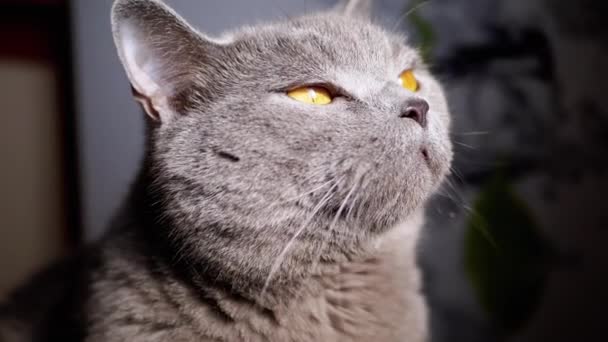 Närbild Porträtt Grå Fluffig Brittisk Katt Tittar Upp Solljuset Peters — Stockvideo