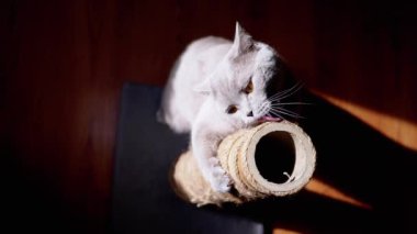 Gri Kabarık Kedi Güneş Işığındaki Tırmalama Noktasında Pençelerini Keskinleştiriyor. İskoç kedisi bir direğe pençeli bir iple sarılır, dille sicimi yalar, ovalar, ipleri koklar, oynar. Gölge. Üst görünüm.