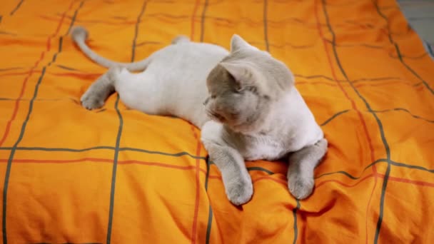 灰色のトリミングされたスコットランド猫はベッドの上のカラーオレンジの毛布の上に休んでいます 美しい緑の目の疲れ国内猫がベッドの上に広がっています ペットのワグの尾 部屋を見て回る — ストック動画