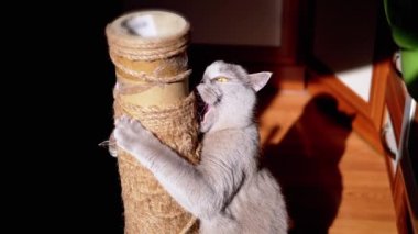 Gri Kabarık Kedi Güneş Işığındaki Tırmalama Noktasında Pençelerini Keskinleştiriyor. İngiliz kedisi pençeleriyle bir çubuk tutuyor, ısırıyor, ovuyor, güneş ışınlarında iple oynuyor. Siyah arka plan. Evcil hayvanlar.