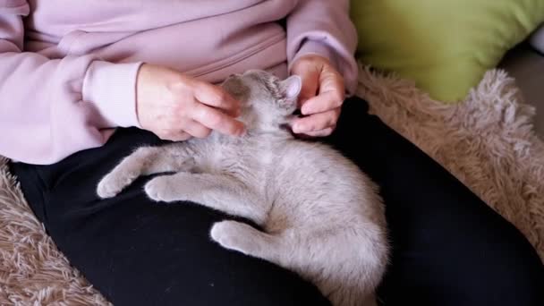 Dizlerinin Üzerinde Oturan Küçük Gri Bir Kediyi Okşayan Yaşlı Bir — Stok video