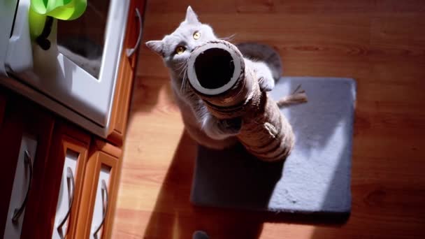 Grijze Pluizige Kat Scherpt Klauwen Een Krabpaal Stralen Van Zonlicht — Stockvideo