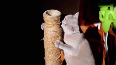 Gri Kabarık Kedi Güneş Işığındaki Tırmalama Noktasında Pençelerini Keskinleştiriyor. İngiliz kedisi pençeleriyle bir oltayı tutuyor, diliyle sicimi yalıyor, çalıyor, güneş ışınlarına sürtüyor. Evcil hayvanlar.