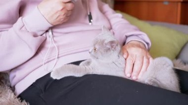 Diz çökmüş küçük gri bir kediyi okşayan yaşlı bir kadının elleri. Büyüleyici tüylü İngiliz kedi yavrusu, oda sahibinin kollarında uyuyakalıyor. Evcil hayvanlara ilgi, sevgi, şefkat.