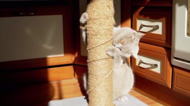 Gri Kabarık Kedi Güneş Işığındaki Tırmalama Noktasında Pençelerini Keskinleştiriyor. Oyuncu kedi tutar, dişlerini ısırır pençeli bir iple, oyunlar oynar ve parlak güneş ışınlarında sürünür. Gölge. Günaydın..