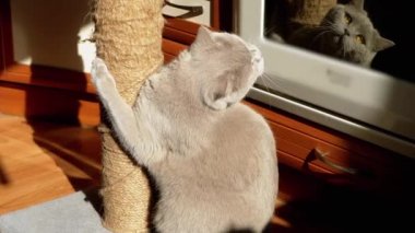 Gri Kabarık Kedi Güneş Işığındaki Tırmalama Noktasında Pençelerini Keskinleştiriyor. İngiliz kedisi pençeli bir iple direği tutuyor, güneş ışınlarıyla oynuyor. Gölge. Aynadaki yansıma. Evcil hayvanlar. Mutfağa. Büyüt.