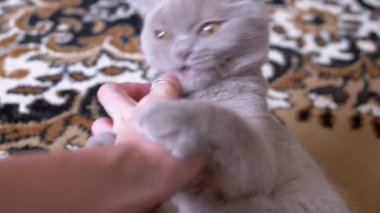 Female Hand Playing with a Small Fluffy Gray Kitten on the Carpet in the Room. Scottish playful affectionate cat bites fingers, indulges, plays. Friendship. Care, love, affection, tenderness for pets.