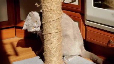 Gri Kabarık Kedi Güneş Işığındaki Tırmalama Noktasında Pençelerini Keskinleştiriyor. İngiliz kedisi pençe, ısırık, ovalama ve güneş ışınlarıyla oynayan bir iple direği tutuyor. Düşen gölge. Şafak - Günaydın. Evcil hayvanlar.
