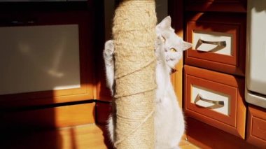 Gri Kabarık Kedi Güneş Işığındaki Tırmalama Noktasında Pençelerini Keskinleştiriyor. Oyuncu kedi pençeleri olan bir iple direğe sarılıyor ve parlak güneş ışınlarında pençelerini keskinleştiriyor. Gölge. - Günaydın. Mutfağa. Evcil hayvanlar.