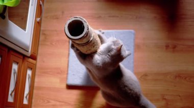 Gri Kabarık Kedi Güneş Işığındaki Tırmalama Noktasında Pençelerini Keskinleştiriyor. İngiliz kedisi pençeleriyle bir oltayı tutuyor, diliyle kürkü yalıyor, oynuyor, güneş ışınlarına sürtüyor. Evcil hayvanlar.