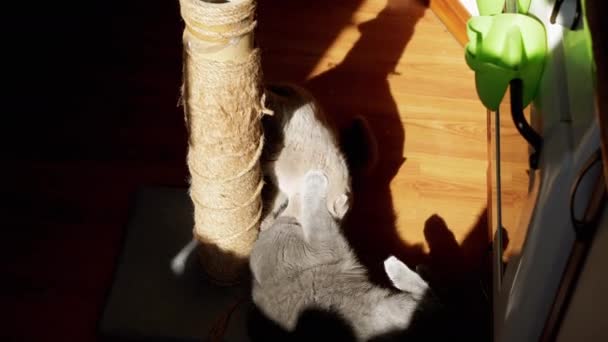 Two Gray Fluffy Cats Play Scratching Post Floor Kitchen Playful — Video