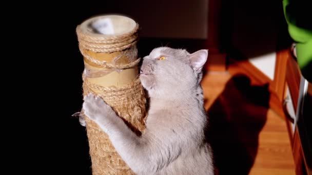 Γκρι Fluffy Cat Οξύνει Νύχια Μια Θέση Ξύσιμο Στις Ακτίνες — Αρχείο Βίντεο