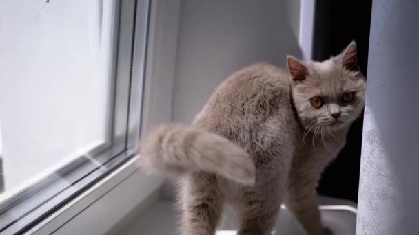 小毛绒绒猫咪在阳光下的窗台上散步 一只迷人的灰色猫 棕色的闪亮的眼睛看着摄像机 一只好奇的小猫在新公寓里探索 — 图库视频影像