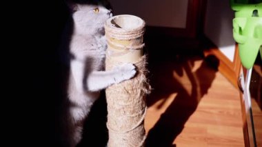 Gri Kabarık Kedi Güneş Işığındaki Tırmalama Noktasında Pençelerini Keskinleştiriyor. İskoç kedisi bir iple direğe atlıyor, pençeleriyle tutuyor, kokluyor, oynuyor, güneş ışınlarıyla ovalıyor. Siyah arka plan. Evcil hayvanlar.