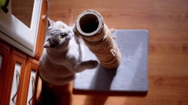 Gri Kabarık Kedi Güneş Işığındaki Tırmalama Noktasında Pençelerini Keskinleştiriyor. İskoç kedisi zıplıyor, bir direğe pençeli bir iple sarılıyor, ovuyor, ipi kokluyor, oynuyor. Mutfakta oynayan evcil hayvan..