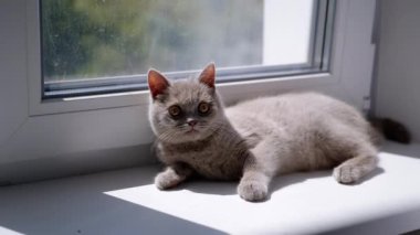 Küçük Pofuduk Kedi Pencere kenarındaki Pencere kenarında Güneş Işığı Işığında Dinleniyor. Safkan gri İskoç kedisi güneşin altında yününü yalıyor. Düşen gölge. Sabah bakımı, bakım, prosedürler.
