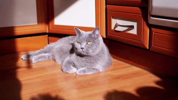 Gray British Fluffy Cat Lying Wooden Floor Rays Sunlight Sleepy — Stock Video