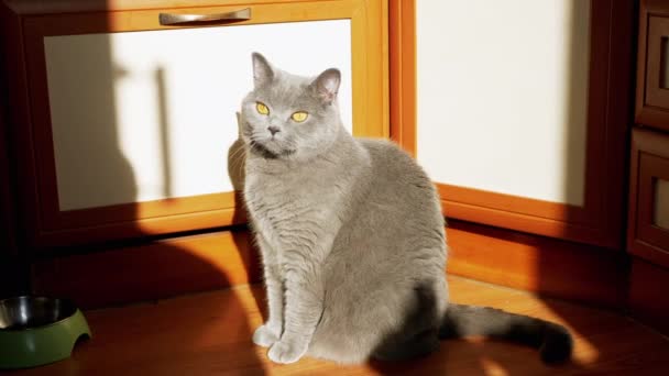 Gray British Fluffy Cat Sitting Floor Kitchen Rays Sunlight Англійською — стокове відео