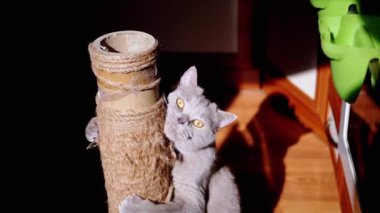 Gri Kabarık Kedi Güneş Işığındaki Tırmalama Noktasında Pençelerini Keskinleştiriyor. Neşeli bir İskoç kedisi sarılır, pençeli bir iple direği tutar, ovalar ve güneş ışınlarıyla kameraya bakar. Siyah arkaplan.