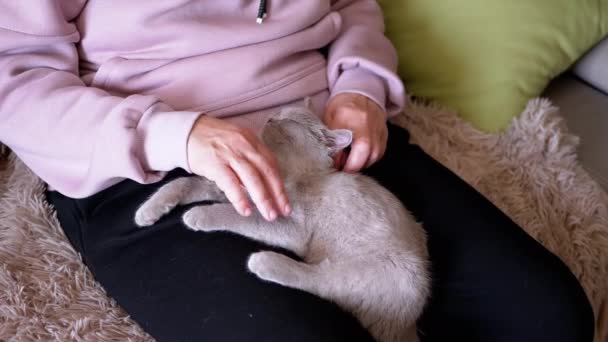 膝の上に小さな灰色の子猫座ってストロークする高齢女性の手 魅力的なふわふわの英国の子猫は部屋の所有者の腕の中で眠りに落ちます ペットの世話 優しさ — ストック動画