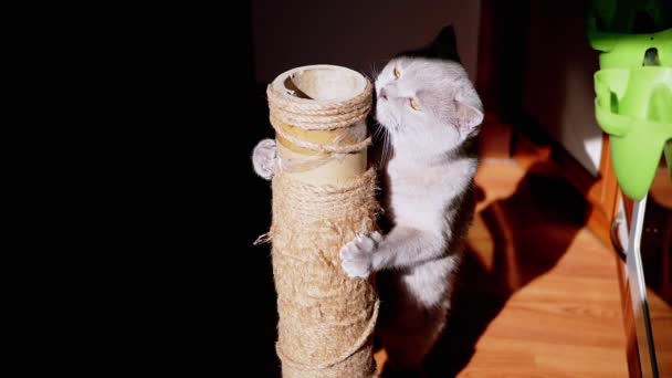 灰色のふわふわの猫が日光の光線で引っかき投稿に爪をシャープにします 英国の猫は その足 スニッフとロープでポストを保持し 太陽光線で文字列で再生されます 黒の背景 ペット — ストック動画