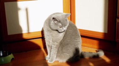Gri İngiliz Tüylü Kedi Yalama, Güneş Işığında Yıkanan Kürk Mutfak. Yeşil gözlü bir İskoç evcil hayvanı şafak vakti, güneş ışığı ve kayan siyah bir gölgeyle kürkü dille temizler..