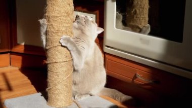 Gray Fluffy Cat Sharpens Claws on a Scratching Post in the Rays of Sunlight. British cat holds a post with a rope with paws, bites, rubs, plays in the sun rays. Shadow. Reflection in a mirror. Pets.