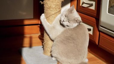Gri Kabarık Kedi Güneş Işığındaki Tırmalama Noktasında Pençelerini Keskinleştiriyor. İngiliz kedisi pençeli, ısırıklı, ovalayan, oynayan ve parlak güneşe bakan bir iple direği tutuyor. Gölge. Şafak Günaydın..