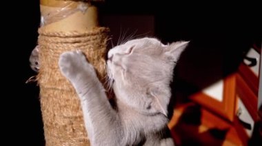 Gri Kabarık Kedi Güneş Işığındaki Tırmalama Noktasında Pençelerini Keskinleştiriyor. İngiliz kedisi pençeleriyle bir oltayı tutuyor, diliyle sicimi yalıyor, çalıyor, güneş ışınlarına sürtüyor. Evcil hayvanlar.