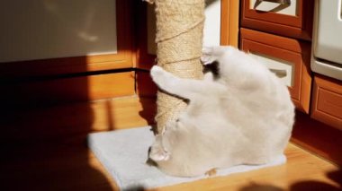 Gri Kabarık Kedi Güneş Işığındaki Tırmalama Noktasında Pençelerini Keskinleştiriyor. İngiliz kedisi tutuyor, pençeli bir iple direğe sarılıyor, oynuyor, zıplıyor, parlak güneş ışınlarında sürünüyor. Gölge. - Günaydın. Evcil hayvanlar.