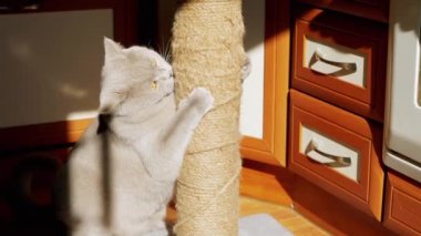 Gri Kabarık Kedi Güneş Işığındaki Tırmalama Noktasında Pençelerini Keskinleştiriyor. Oyuncu kedi, pençeleri, oyunları ve parlak güneş ışınlarında pençelerini keskinleştiren bir iple bir direği tutuyor. Gölge. - Günaydın. Mutfak..