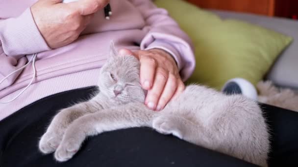 Hands Elderly Woman Stroking Small Gray Kitten Lying Knees Charming — Stock Video